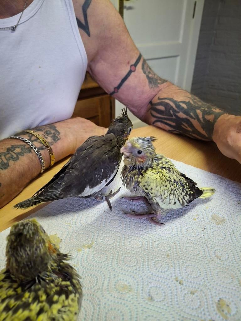 Valkparkieten, Dieren en Toebehoren, Vogels | Parkieten en Papegaaien, Tam