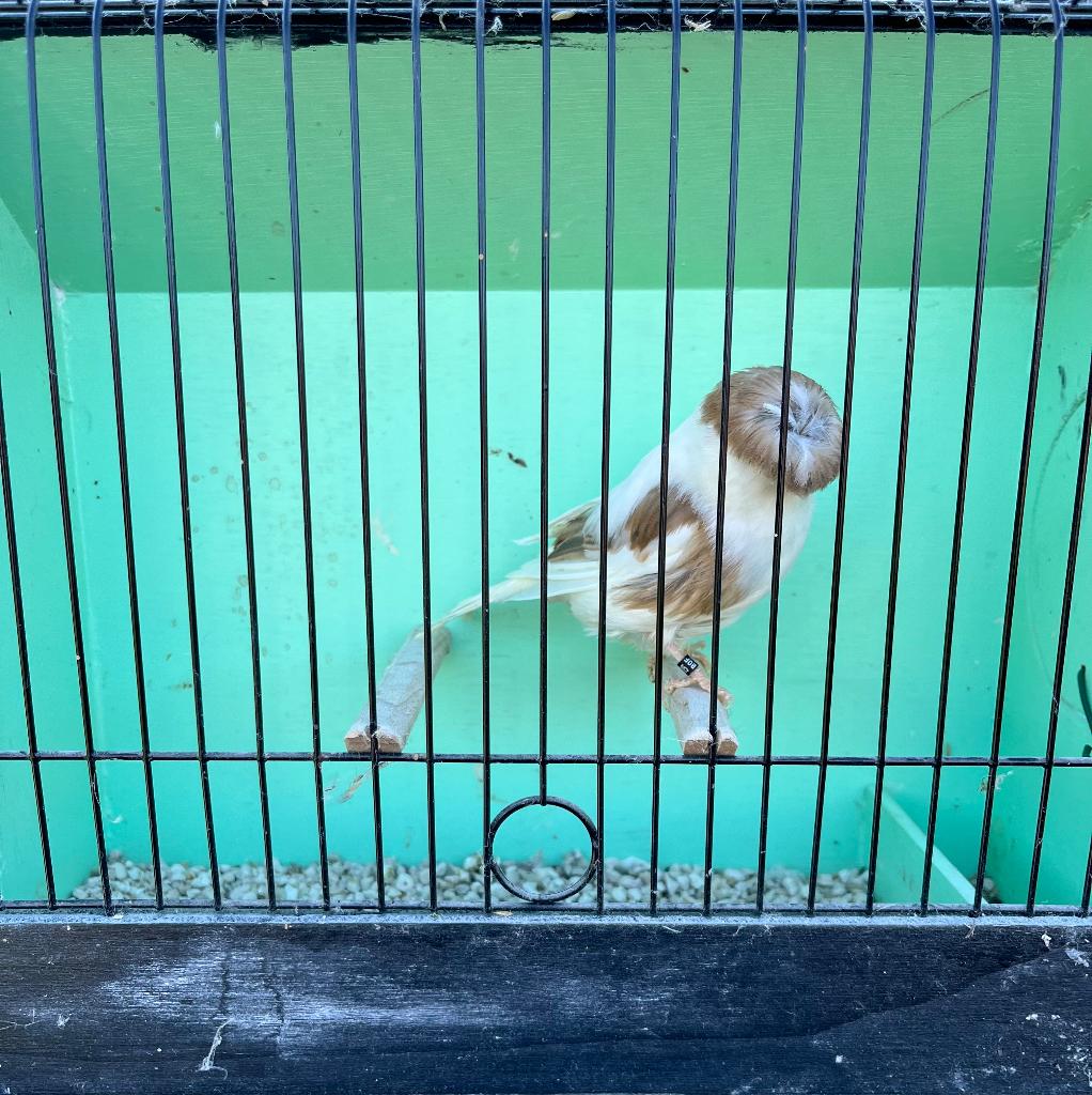 Glosters, Dieren en Toebehoren, Vogels | Kanaries, Mannelijk, Postuurkanarie