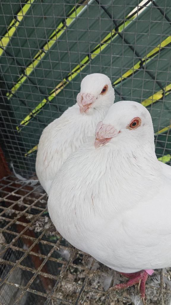 Een witte koppel spanse gorguro, Dieren en Toebehoren, Meerdere dieren, Kropper