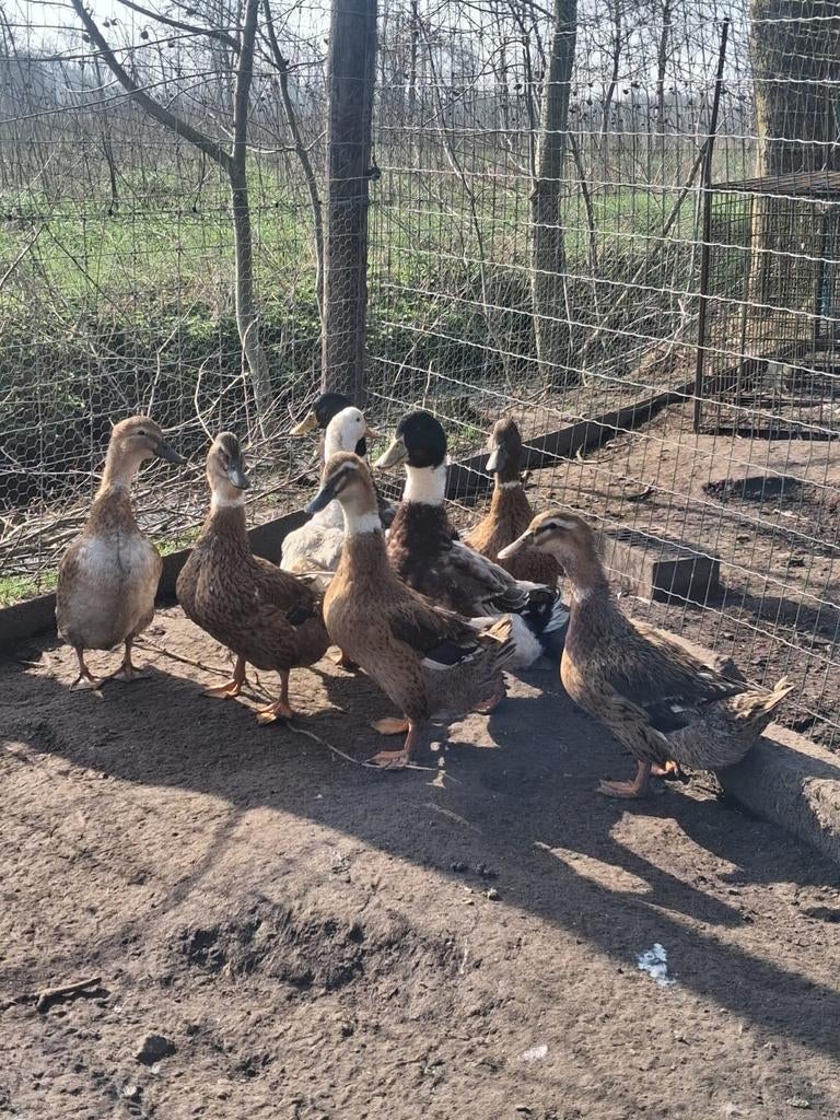 Rouaan eenden, Dieren en Toebehoren, Pluimvee, Meerdere dieren, Eend