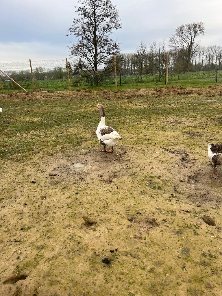 Vlaamse gans, Mannelijk, Gans of Zwaan