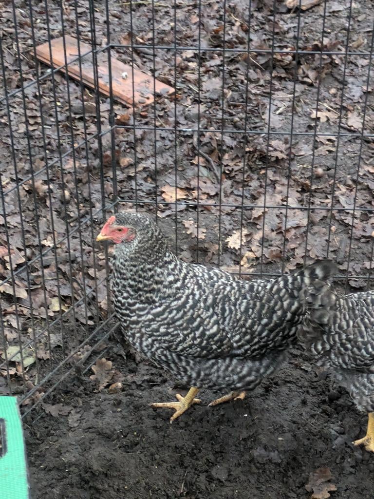 koekoekskleurige legkippen - pasen, Dieren en Toebehoren, Pluimvee