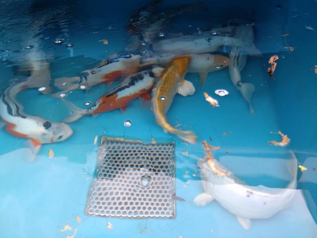 Koi - verschillende kleuren en groottes, Dieren en Toebehoren, Vissen | Vijvervissen