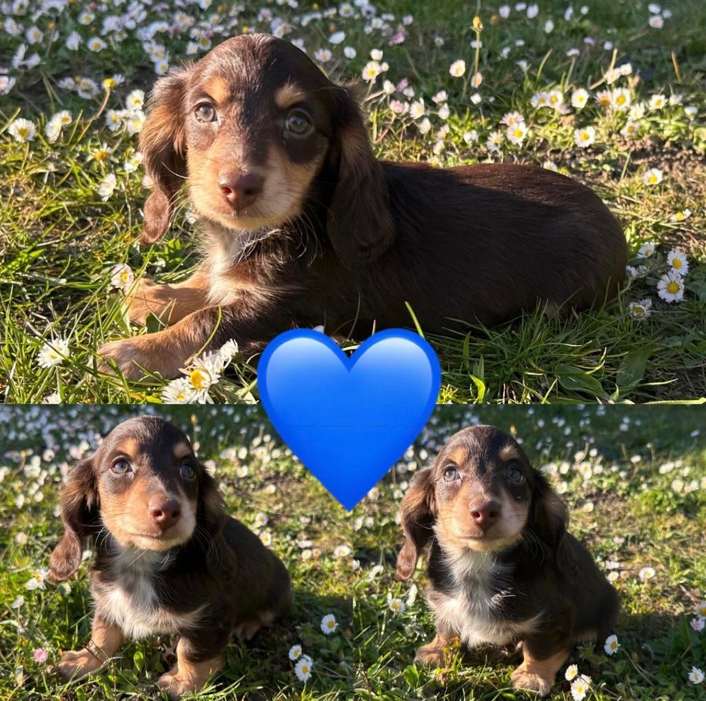 Mooie langharige dwergteckeltjes, Animaux & Accessoires, Chiens | Teckels & Bassets, Hépatite contagieuse (maladie de Rubarth)