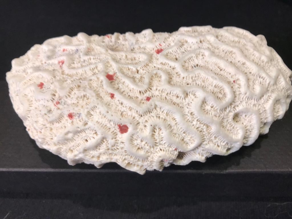 Corail cérébral naturel, Collections, Enlèvement ou Envoi, Minéral