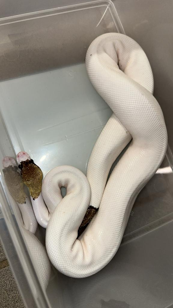 Ballpythons pied, Animaux & Accessoires