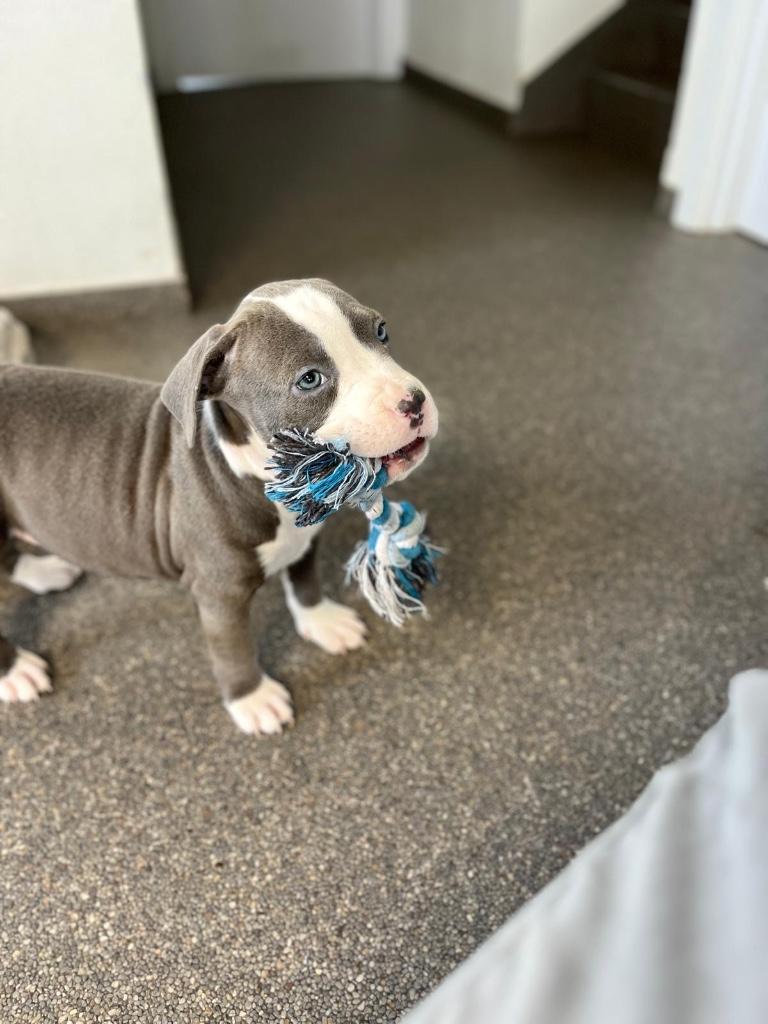 Leuke Amerikaanse Stafford pup, Dieren en Toebehoren, Honden | Jack Russells en Terriërs, Meerdere dieren, American Staffordshire Terriër