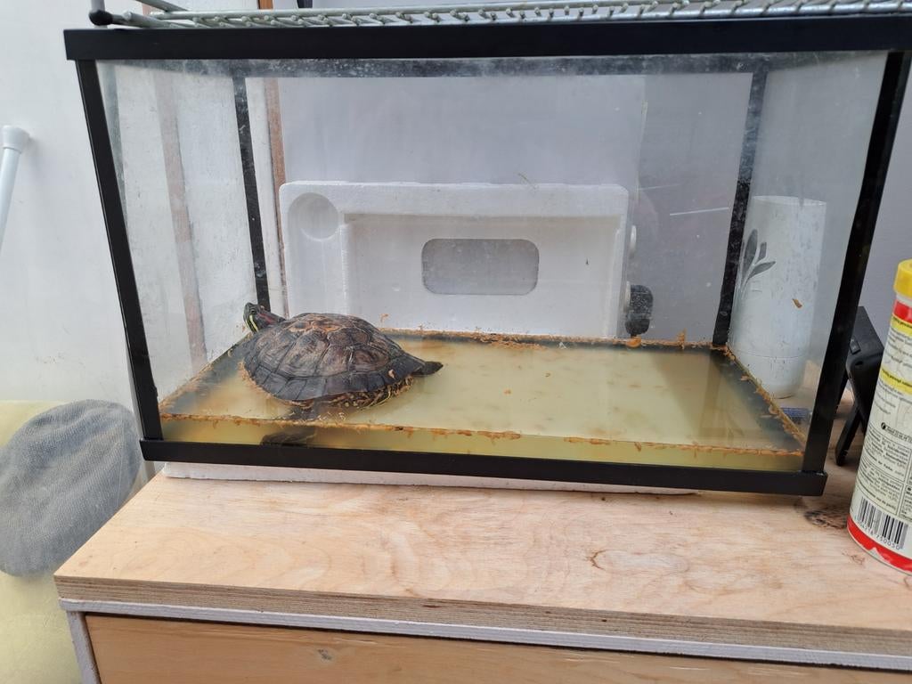 Waterschildpad gratis te komen afhalen,, Ophalen