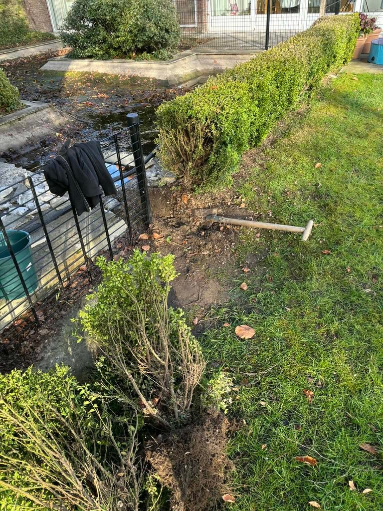 6m buxus met wortel - gratis op te halen, Ophalen, Buxus