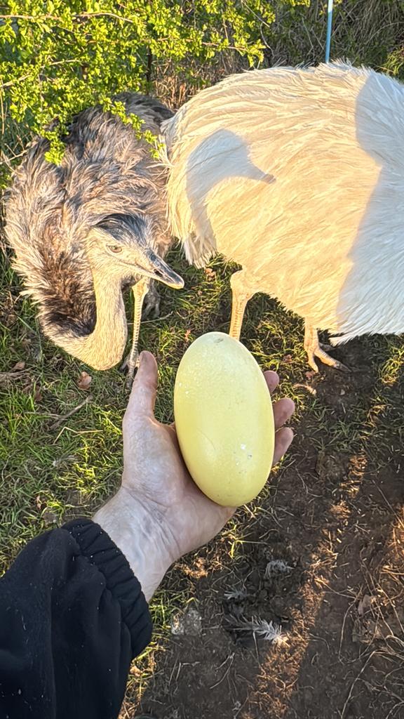 Nandoe eieren, Dieren en Toebehoren, Pluimvee