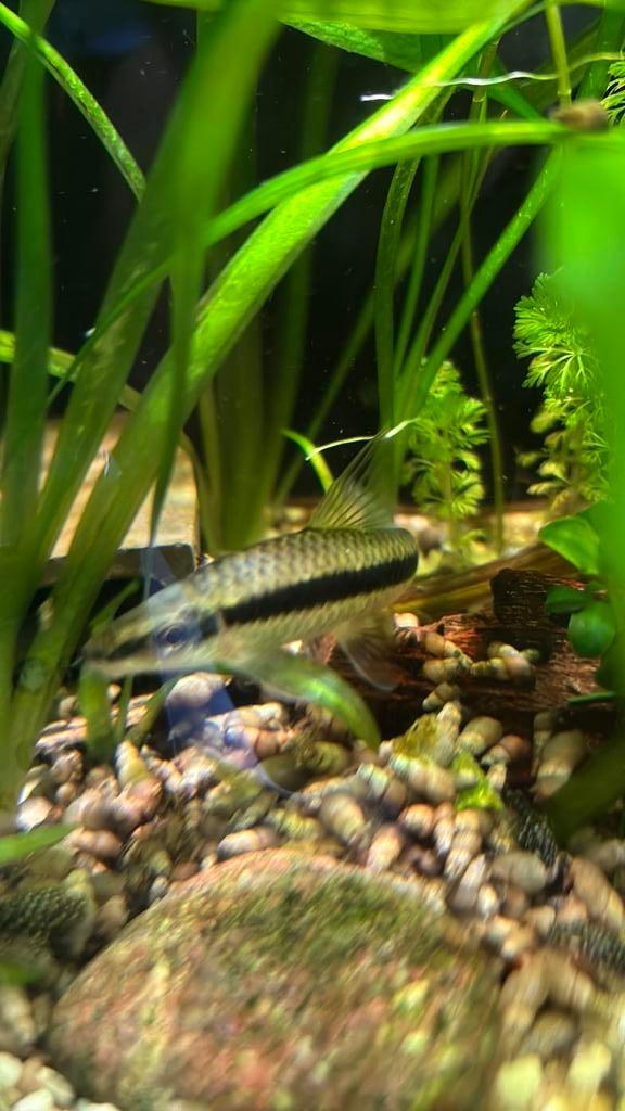 Siamese algeneter gratis, Dieren en Toebehoren