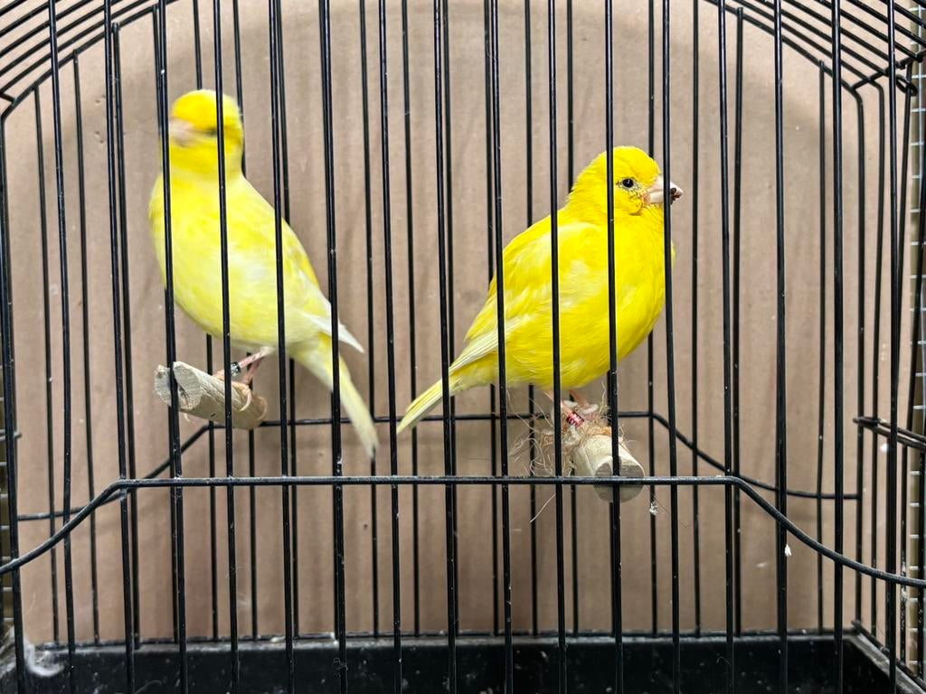 Koppel Fife Fancy kanaries - Stopzetting hobby, Dieren en Toebehoren, Vogels | Kanaries, Meerdere dieren, Postuurkanarie