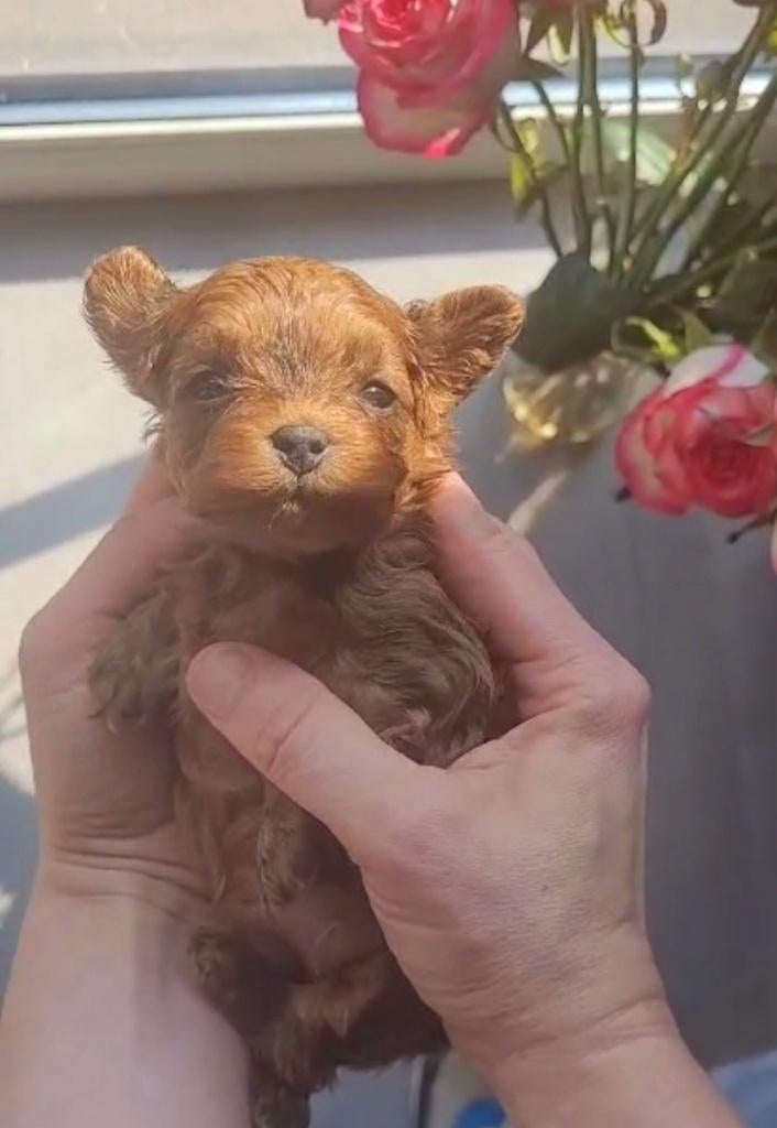 Mignons chiots hypoallergéniques, Autres races, 8 à 15 semaines, Plusieurs, Éleveur | Loisir