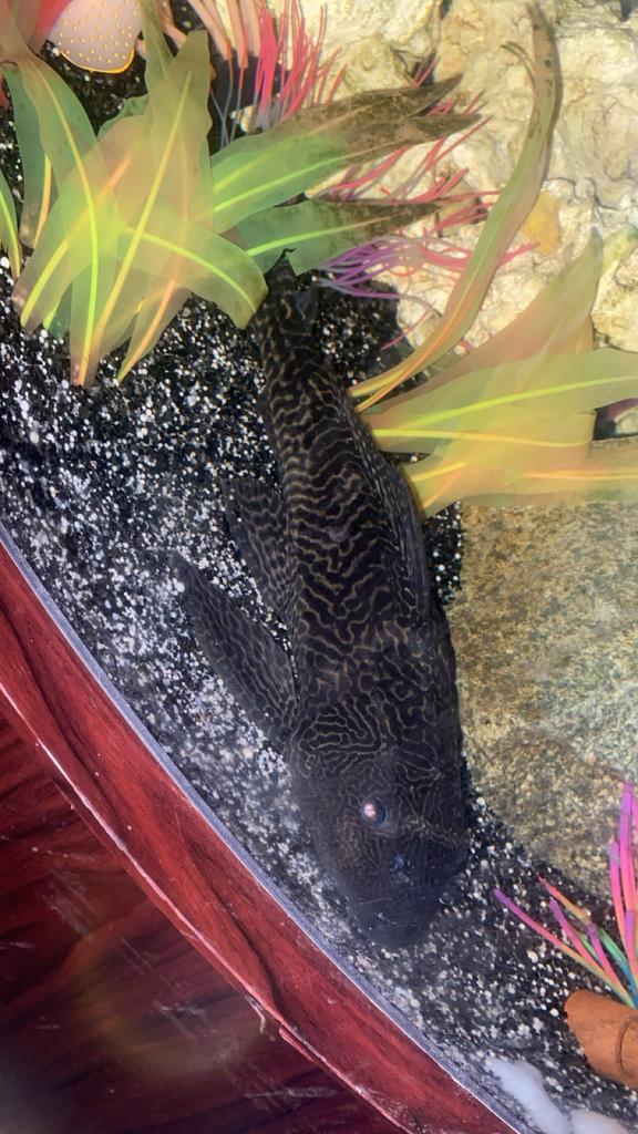 3 aqariums alles apart te koop, Overige soorten