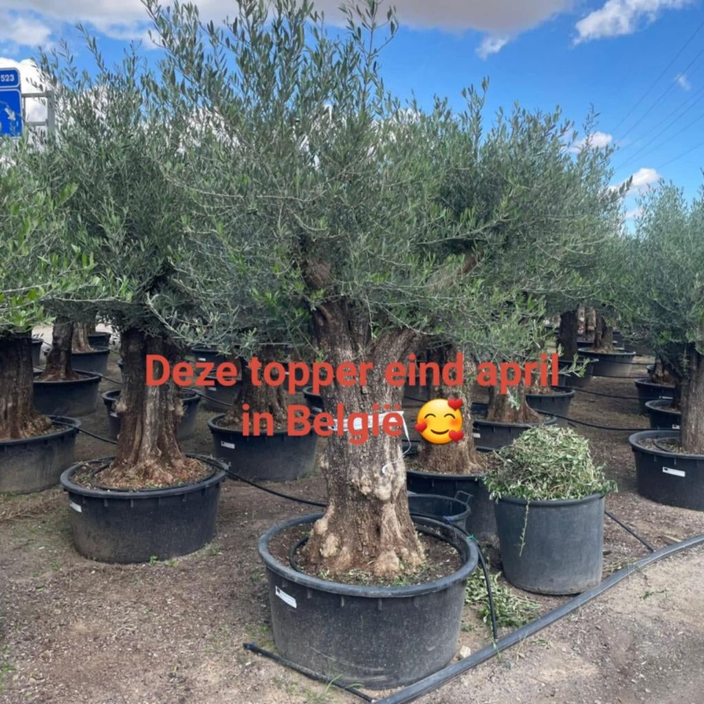 ‼️Olijfbomen olea europaea vanaf april in België ‼️, Ophalen