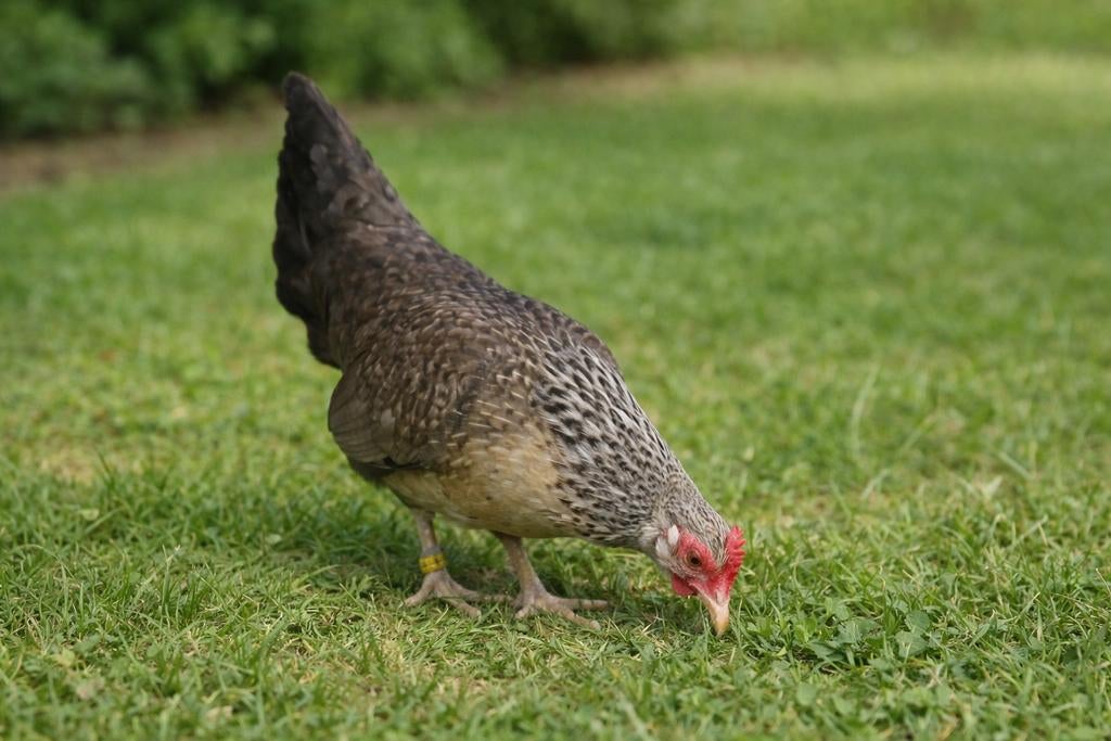 Hollandse krielkippen jonge hennen beschikbaar, Vrouwelijk, Kip