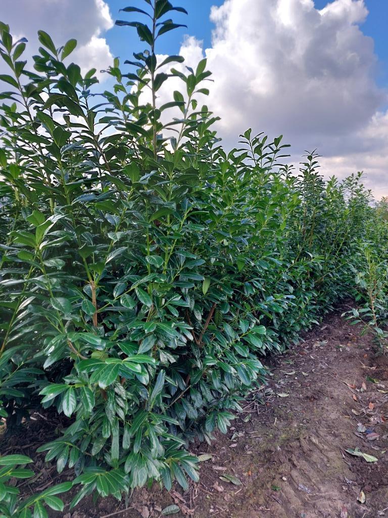 Plante de haie à feuilles persistantes: Laurier cerise, Enlèvement, Laurier, Haie