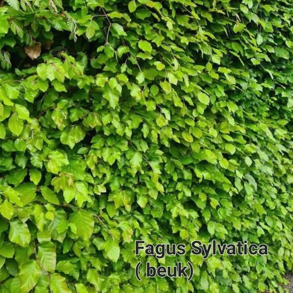 ‼️Fagus sylvatica beuk aan stuntprijzen ‼️, Enlèvement, Taxus
