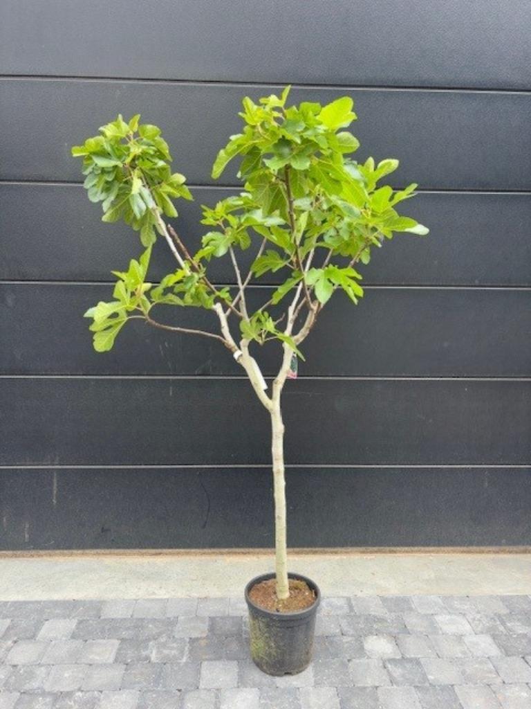 Vijgenboom - ficus carica Sultane 170cm hoog, Ophalen, Volle zon, In pot, Vijgenboom