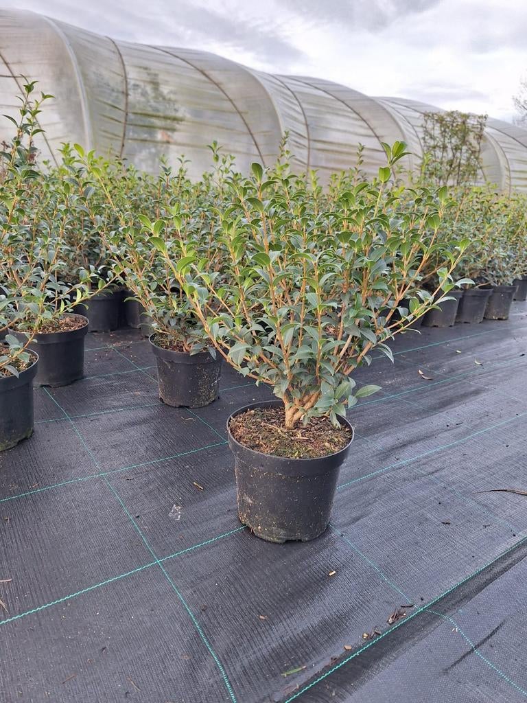 ‼️osmanthus Burkwoodii aan stuntprijzen ‼️, Ophalen, Taxus