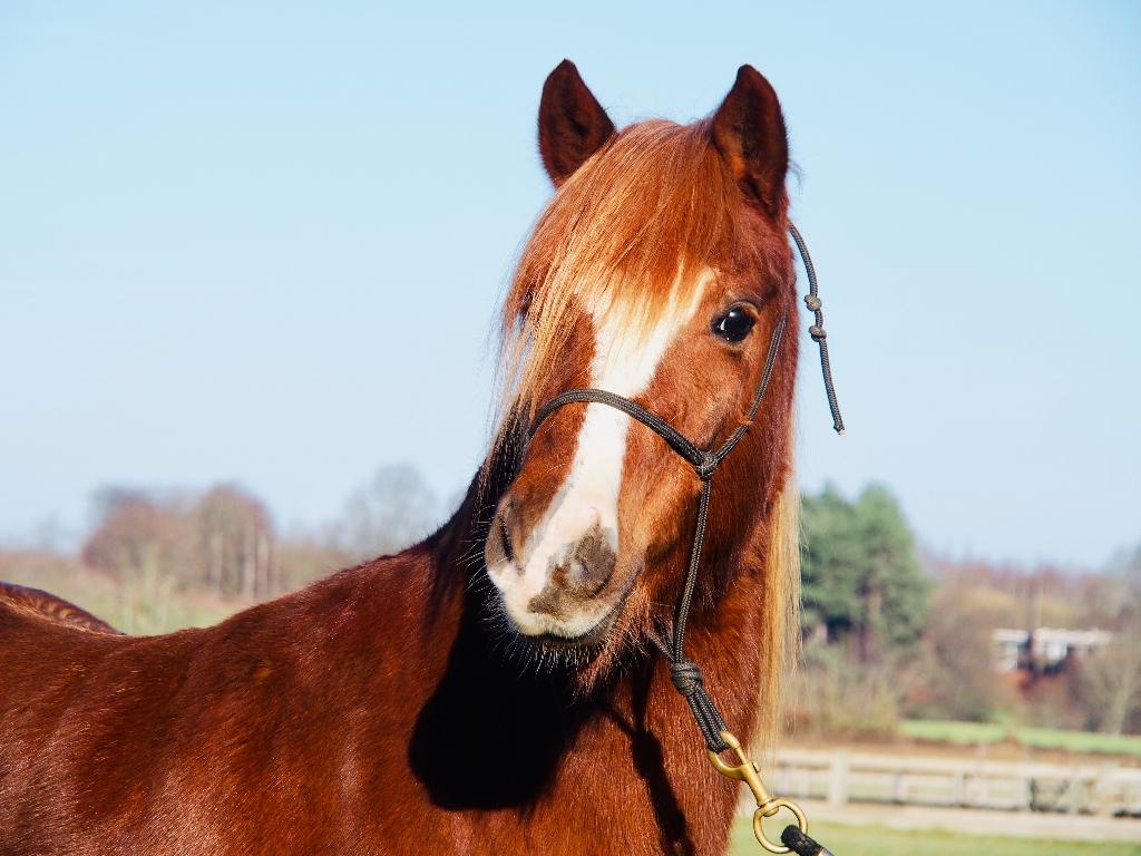 Lieve Welsh pony – coachpaard / weidemaatje / recreatiepony, Animaux & Accessoires, Poney C (1.27 m à 1.37m), Hongre, Poney de récréation