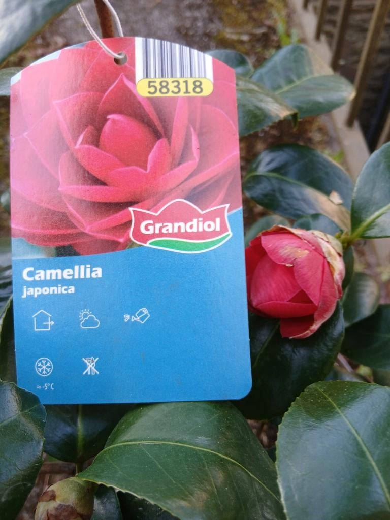 Belle fleur en pot, et en floraison.  camélia japonica. 55€.