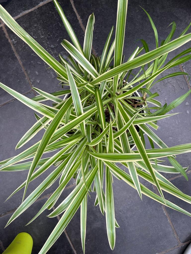 Graslelie, Enlèvement, Plante fixe, Graminées ornementales, Plein soleil