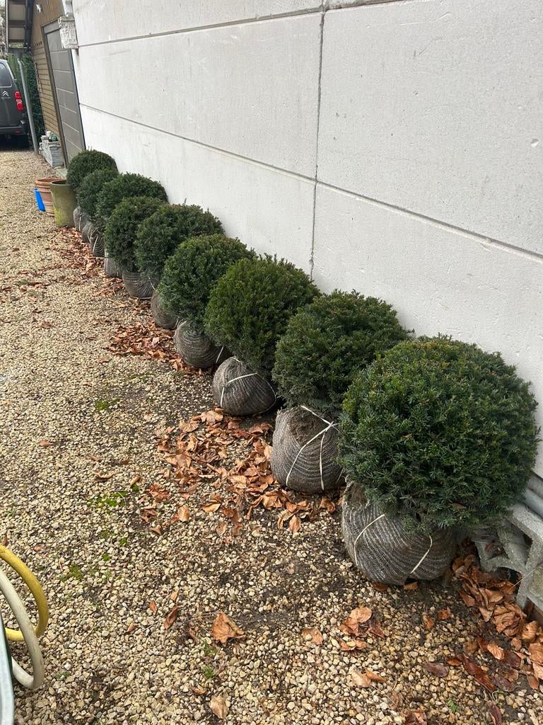Taxus, Tuin en Terras, Ophalen
