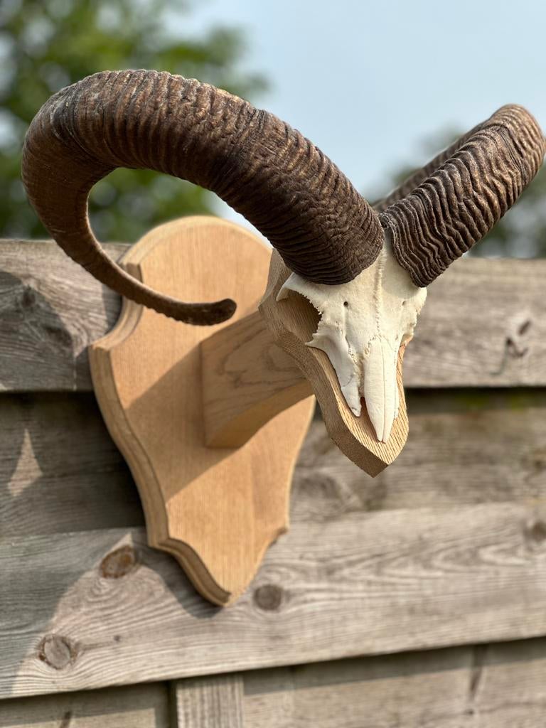 Taxidermie schedel moeflon, Ophalen
