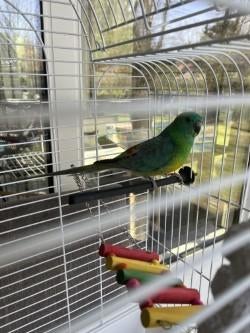 roodrugparkiet, Sexe inconnu, Perruche, Bagué