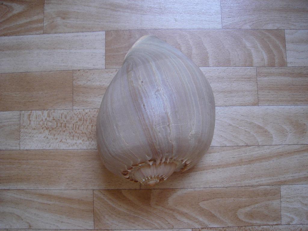 Lot de coquillage, Collections, Enlèvement, Coquillage(s)