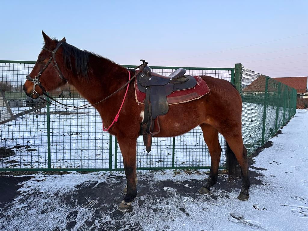 Een of twee halve stallen, Dieren en Toebehoren