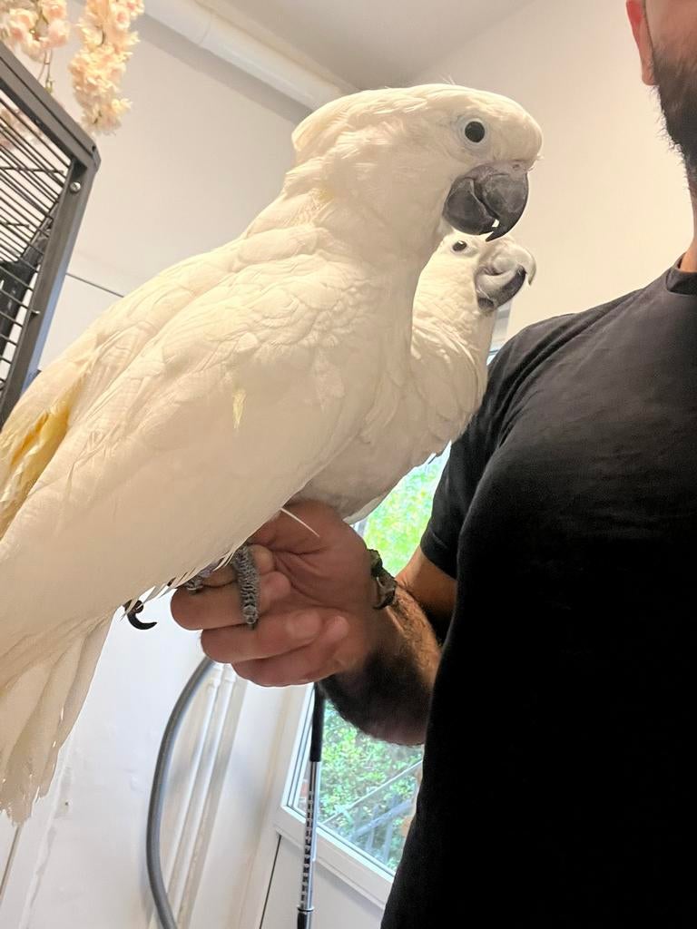 Cacatoes alba, Animaux & Accessoires, Oiseaux | Perruches & Perroquets