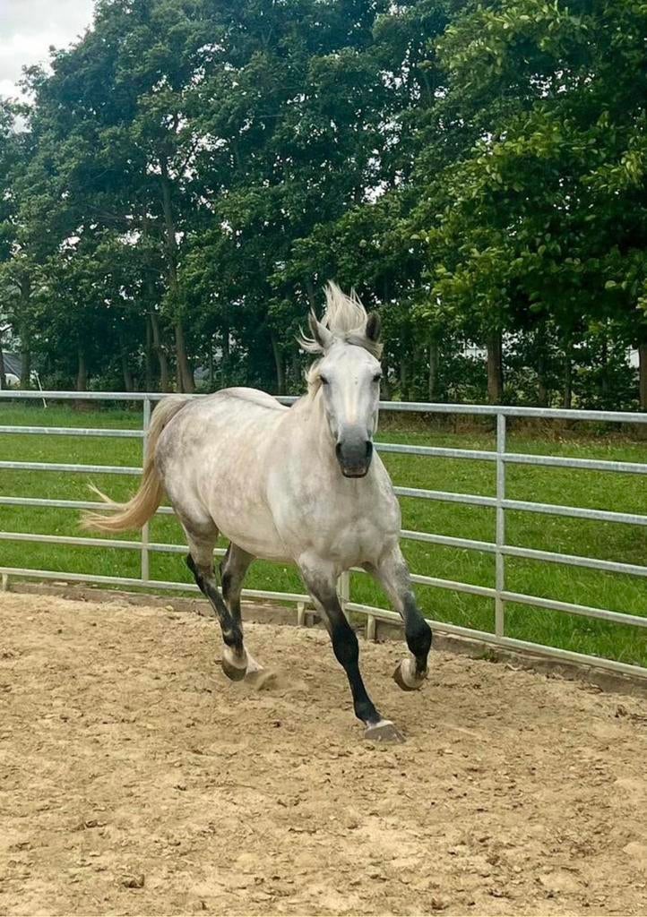 8-jarige Zangersheide ruin, Hongre, M, Cheval de récréation