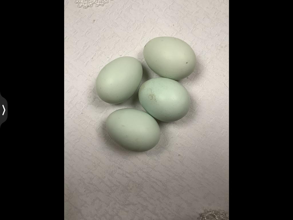 Crème legbar, Dieren en Toebehoren, Pluimvee, Kip