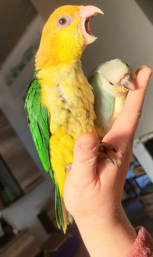 Caique super apprivoisé, Animaux & Accessoires, Oiseaux | Perruches & Perroquets