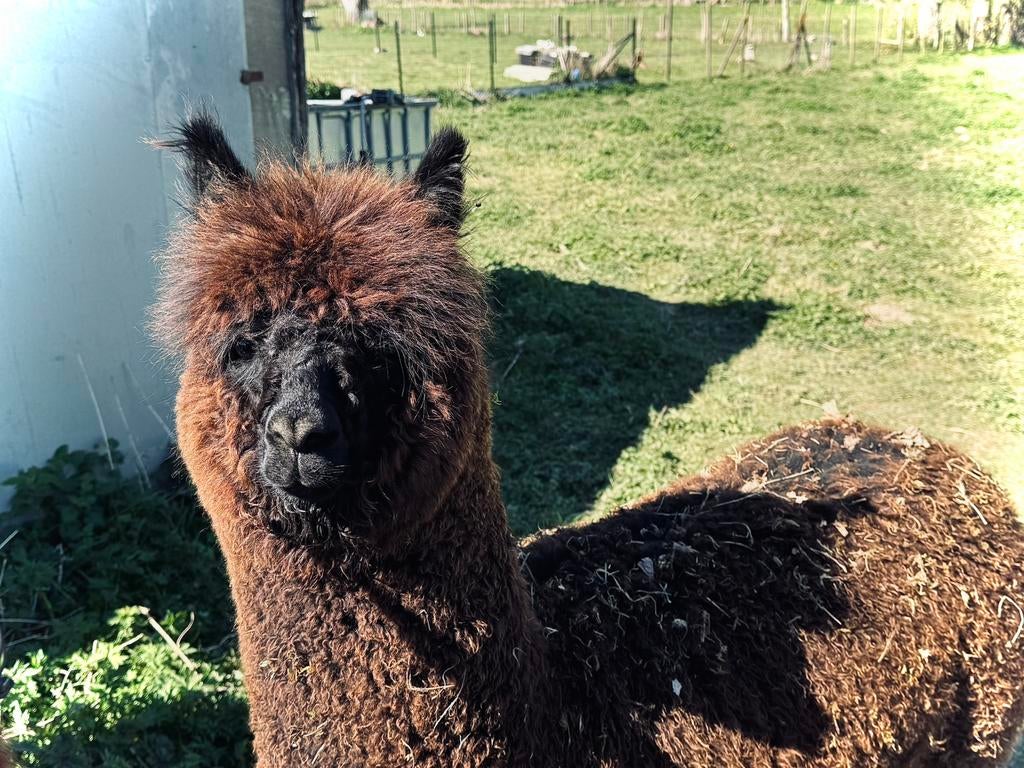 Alpaca merrie zwart, Dieren en Toebehoren, Overige Dieren, Vrouwelijk, Juni