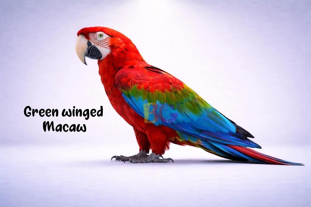 Ik ben op zoek naar Ara-baby's, Dieren en Toebehoren, Vogels | Parkieten en Papegaaien