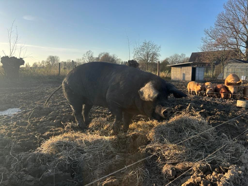 Zeug, Dieren en Toebehoren, Vrouwelijk, Varken, 3 tot 5 jaar
