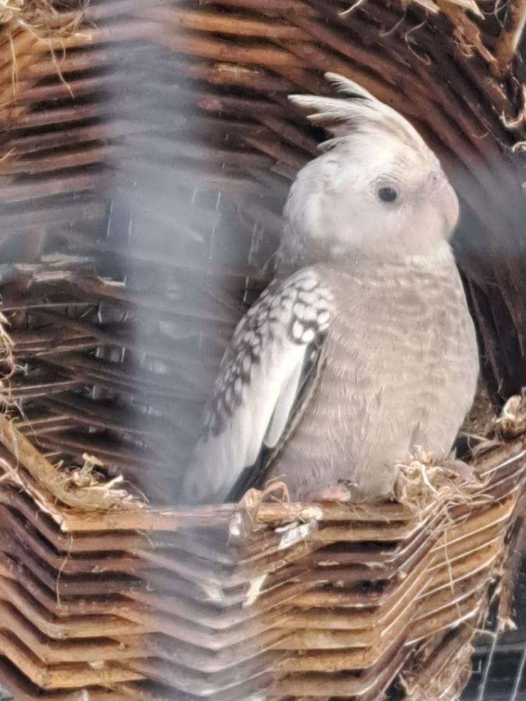 Valkparkiet, Perruche, Domestique