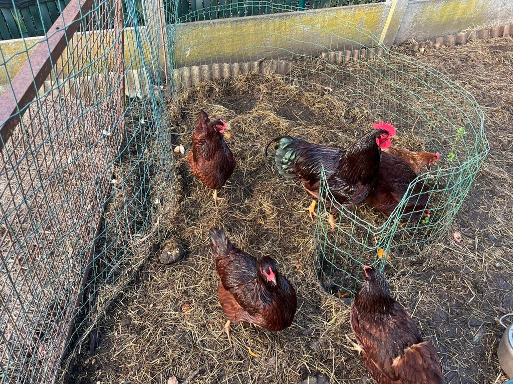 Red island broedeieren, Dieren en Toebehoren, Pluimvee