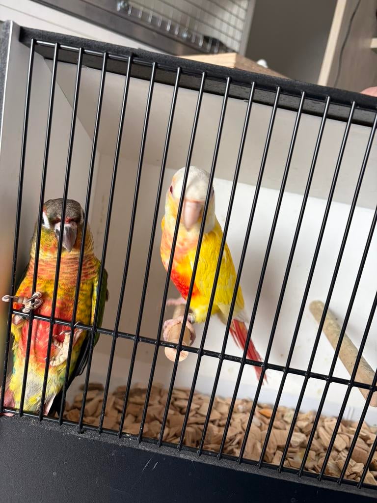 Pyrrhura Lutino koppel, Dieren en Toebehoren, Mannelijk, Papegaai