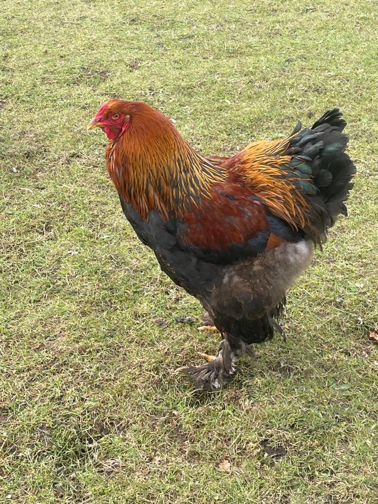 Brahma hanen gratis, Mei, Mannelijk