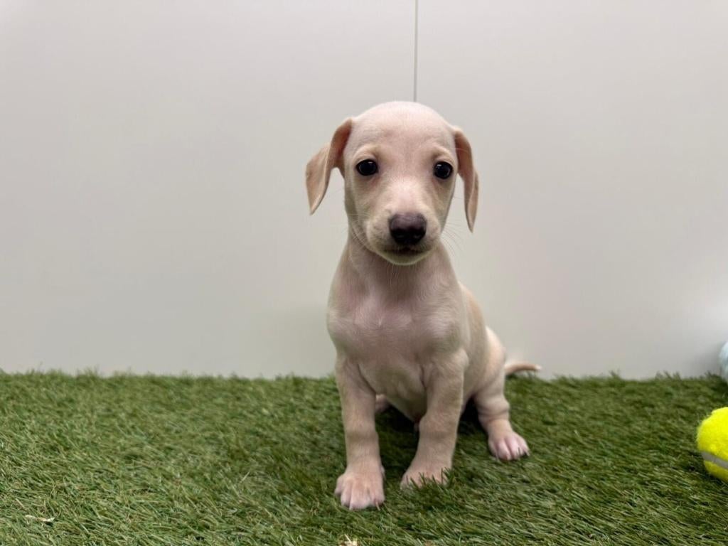 Chiots Croisé Lévrier Italien x Teckel, Plusieurs, Hépatite contagieuse (maladie de Rubarth), Belgique, Plusieurs animaux