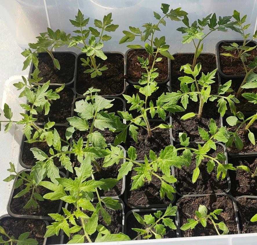 Tomaten plantjes te koop, Tuin en Terras, Ophalen, Eenjarig, Groenteplanten