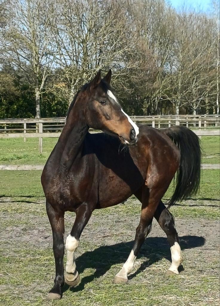 Leuk paardje, Dieren en Toebehoren, Merrie