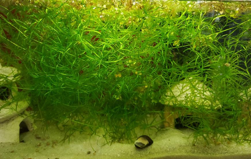 Waterplanten –Guppy gras, Dieren en Toebehoren, Ophalen