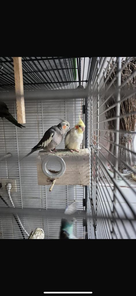 Couple calopsitte, Enlèvement