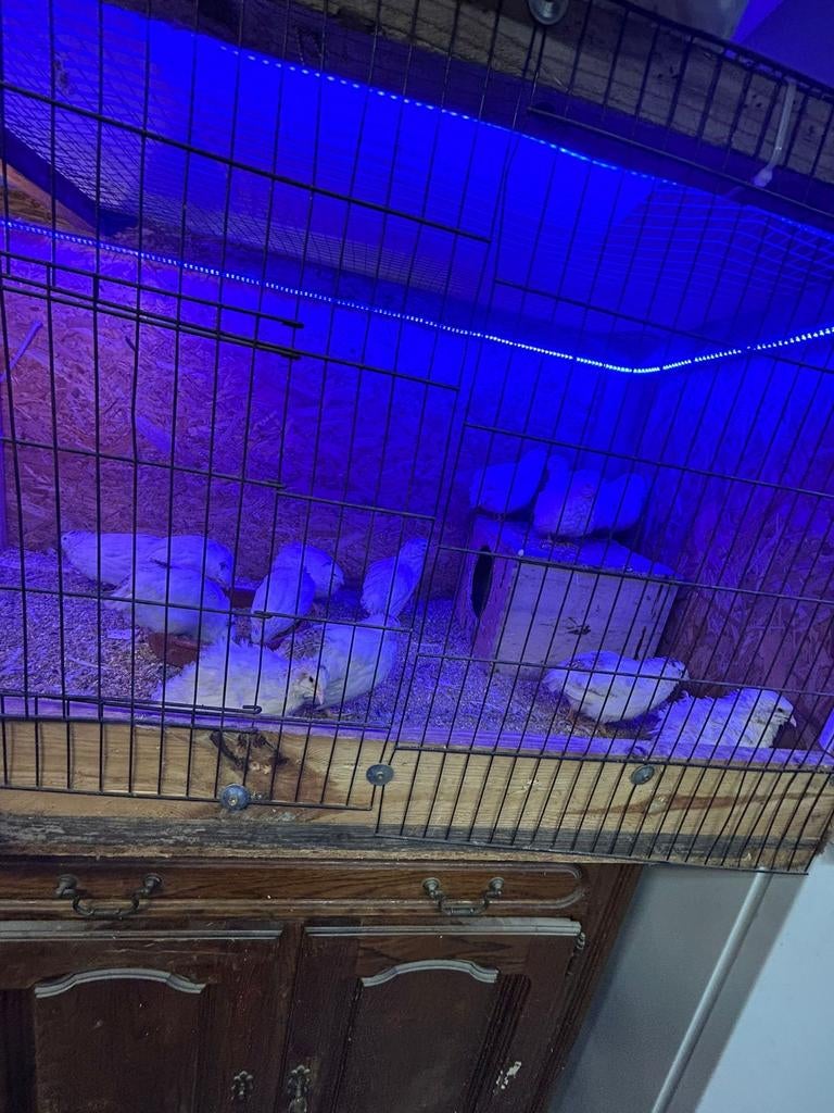 Witte Japanse jumbo kwartel  15 euro per koppel, Dieren en Toebehoren, Ophalen