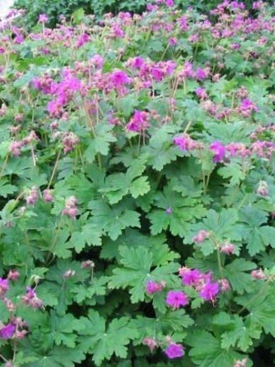 Geranium ooievaarsbek, vaste plant, roze, Jardin & Terrasse, Plantes | Jardin, Plein soleil, Enlèvement, Plante fixe, Été